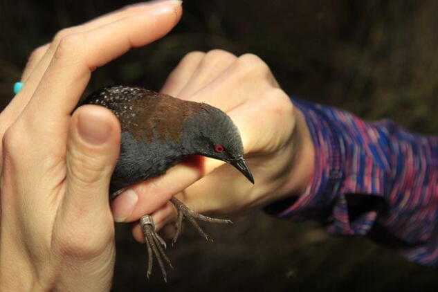 Endangered Rails Endangered Species ‘Habitat’ Proposal Raises Climate Questions