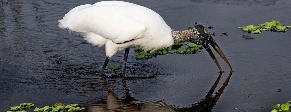 Trump Sets Endangered Species Rules on Path to Supreme Court