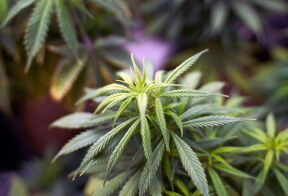 Cannabis (